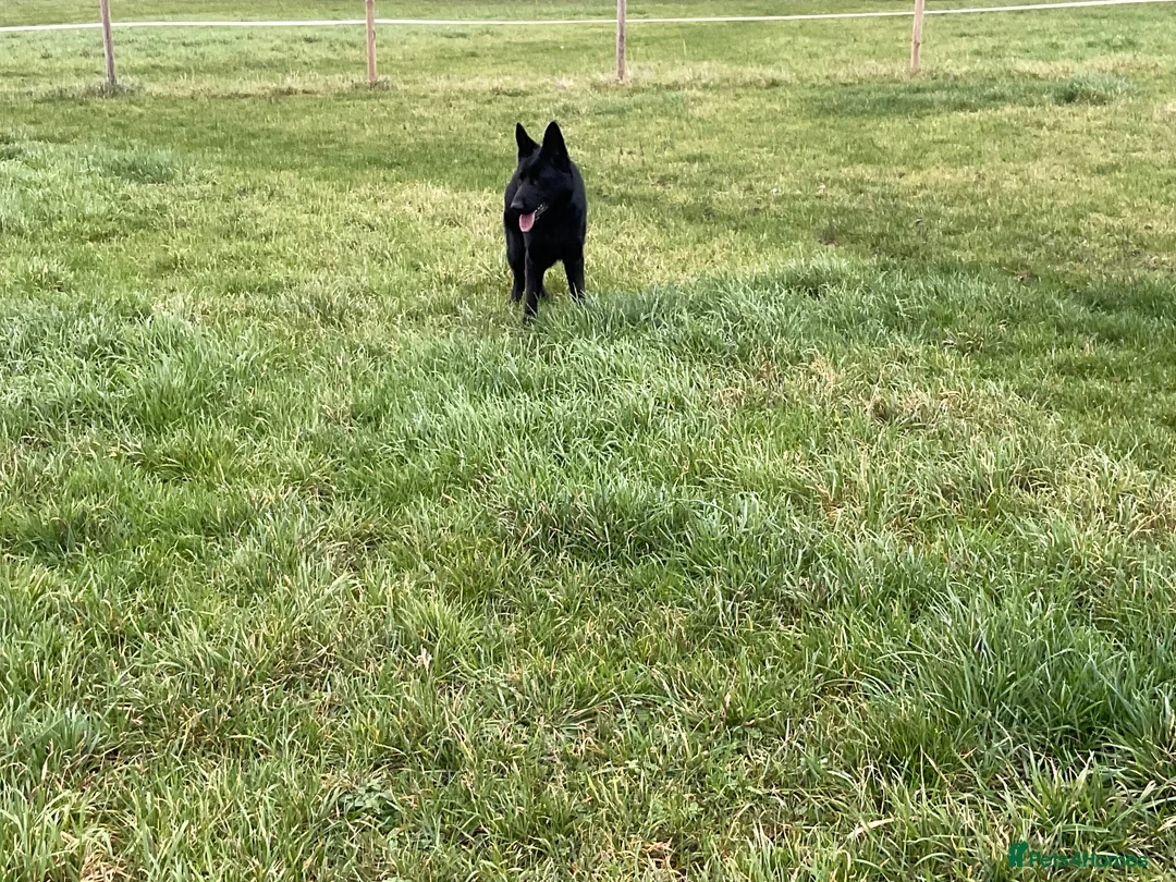 German Shepherd dogs for sale: Outstanding All Black Male  - Advert 8
