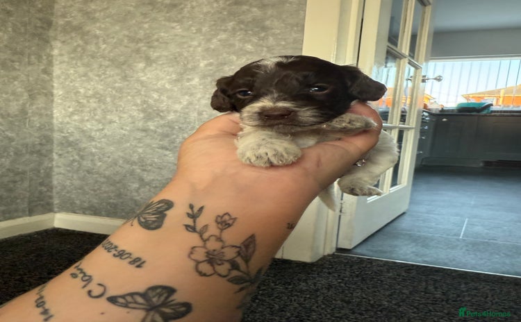 Mixed Breed dogs - Advert 13