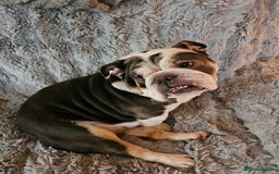 English Bulldog dogs for sale: English bulldog  - Image 5