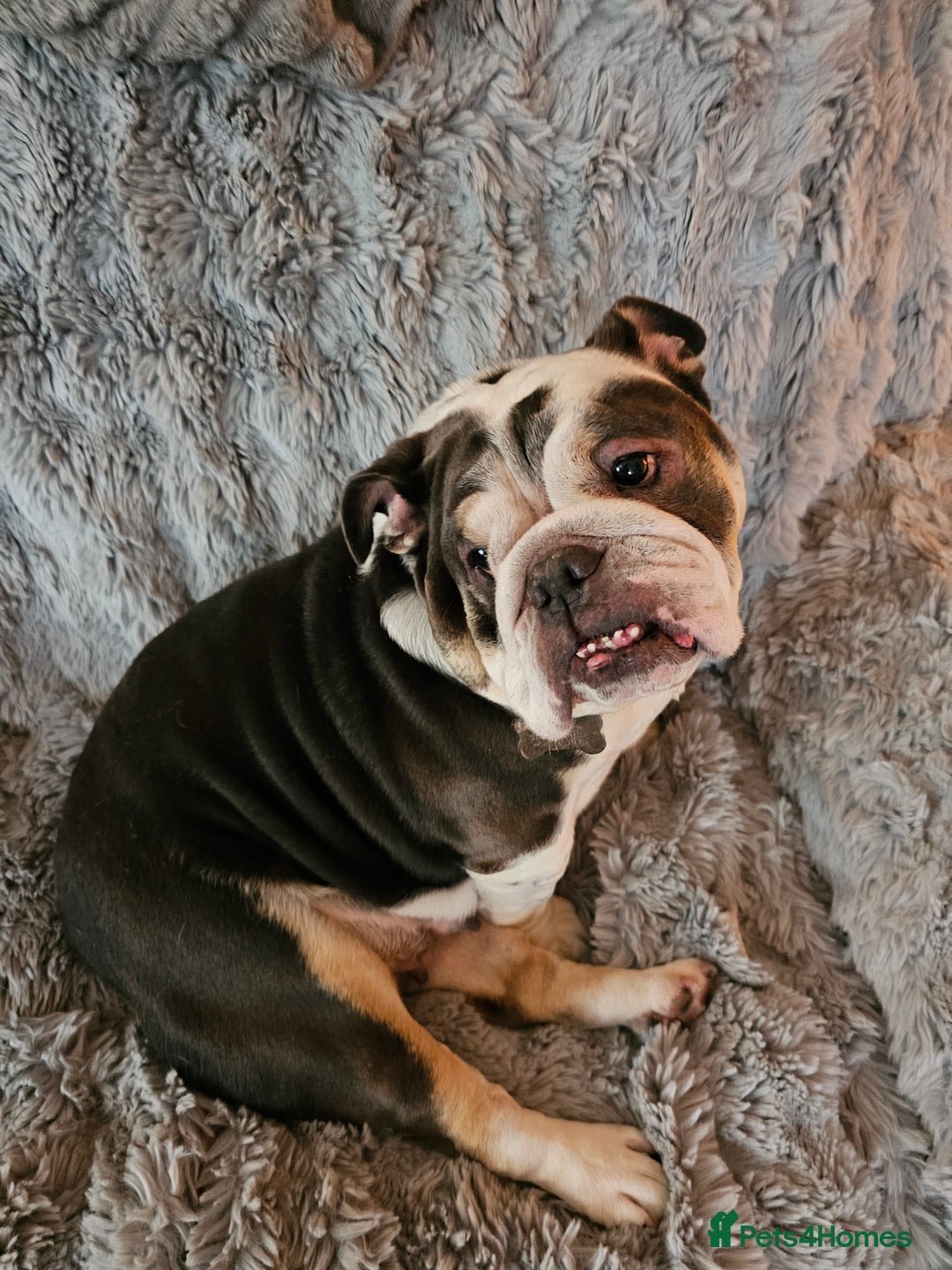 English Bulldog dogs for sale: English bulldog  - Image 5
