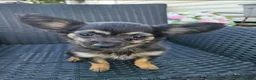 Chihuahua dogs for sale: Looking for Forever Homes  in Sittingbourne - Advert 7