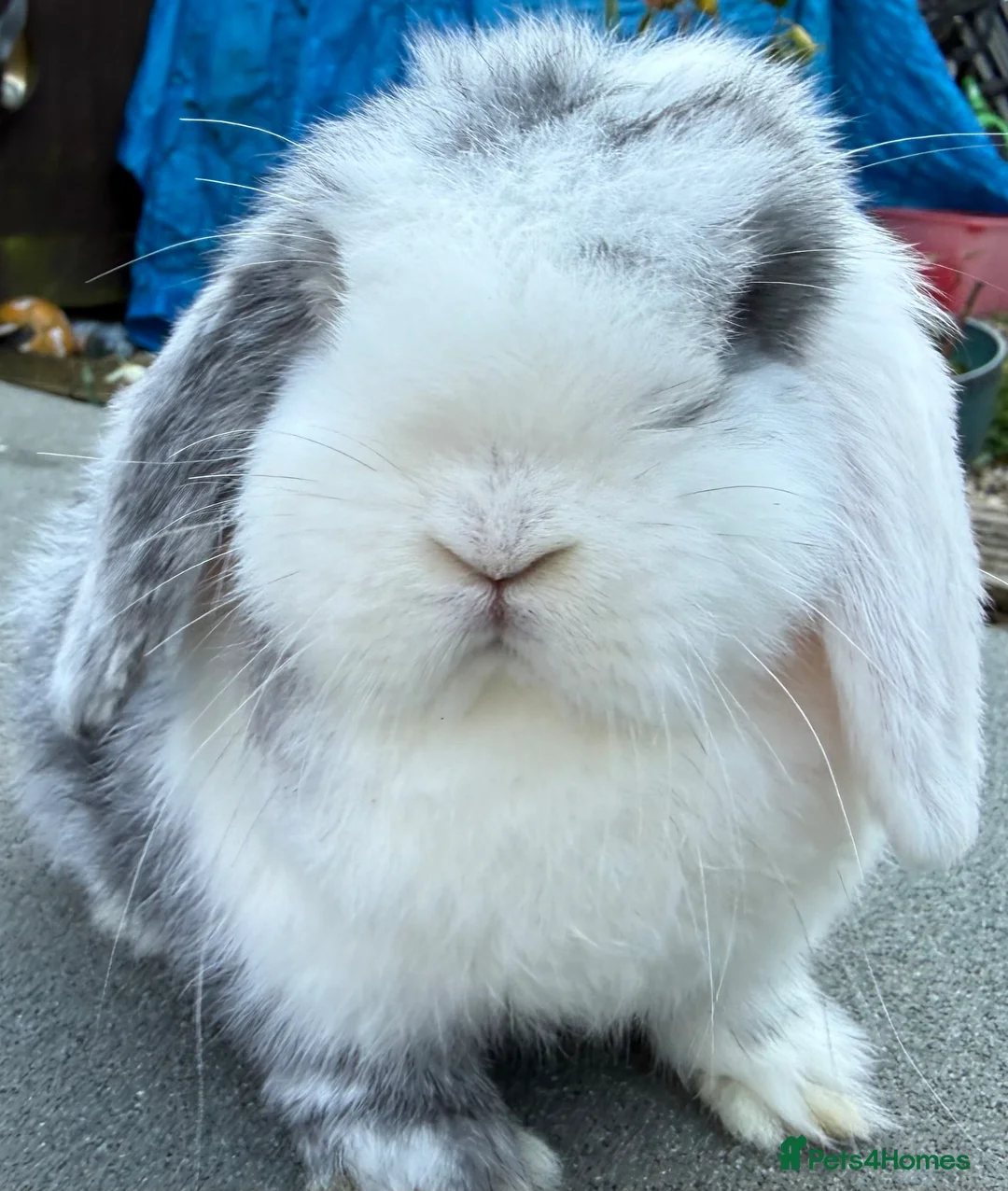Mini Lop rabbits for sale: Black magpie doe/girl mini lop - Advert 6