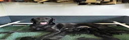 Labrador Retriever dogs for sale: Outstanding KC Reg Health Tested Black Lab Pups - Advert 5