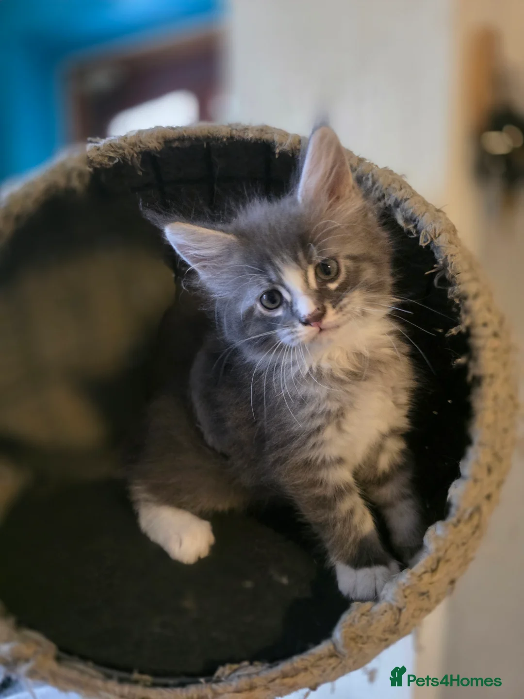 Maine Coon cats for sale:  Maine Coon Kittens Champion Bloodline  - Advert 2