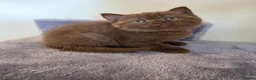 British Shorthair cats for sale: Chocolate BSH Female Kittens | TICA Registered - Advert 12