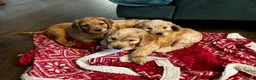 Cockapoo dogs for sale: Red and apricot miniature Cockapoo puppies  in Denbigh - Advert 23