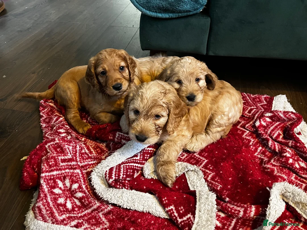 Cockapoo dogs for sale: Red and apricot miniature Cockapoo puppies  in Denbigh - Advert 23