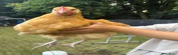 Chickens poultry for sale: 2x Buff Orpington Cockerels looking for a new home - Advert 4