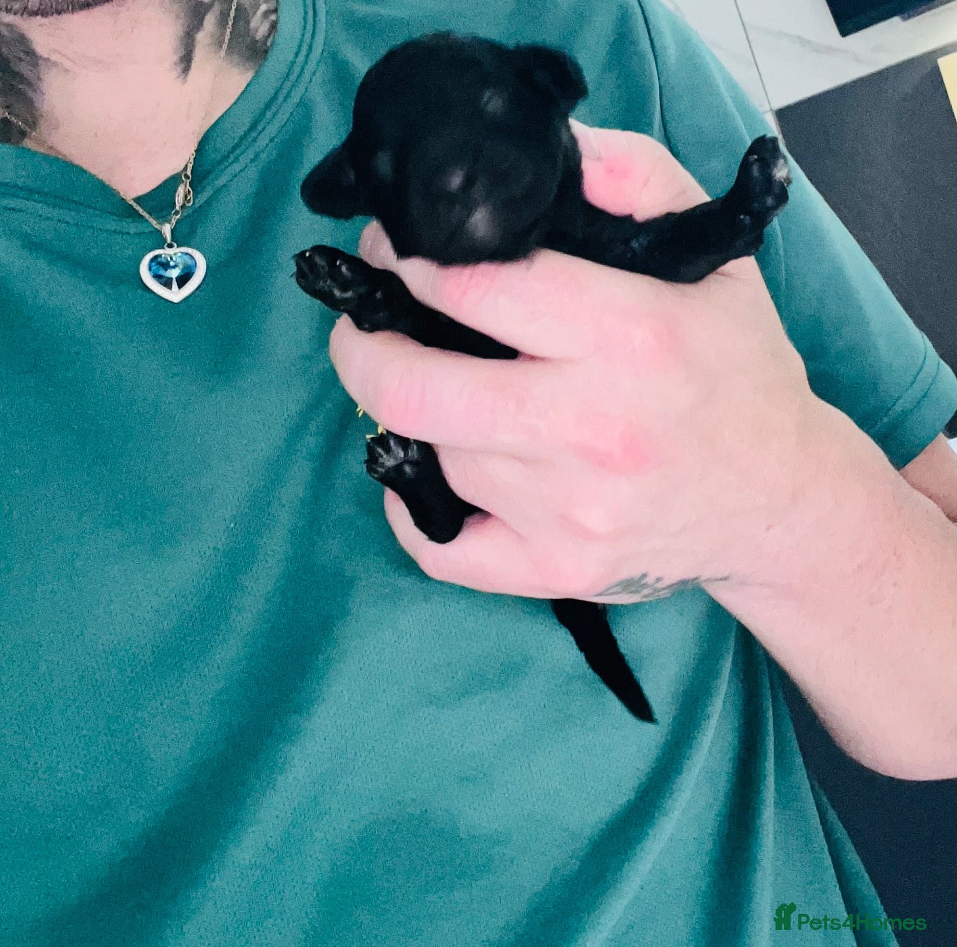Miniature Poodle dogs 5 star Miniature poodle puppies  - Advert 1