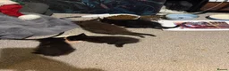 Mixed Breed cats for sale: Last of the litter  - Advert 7