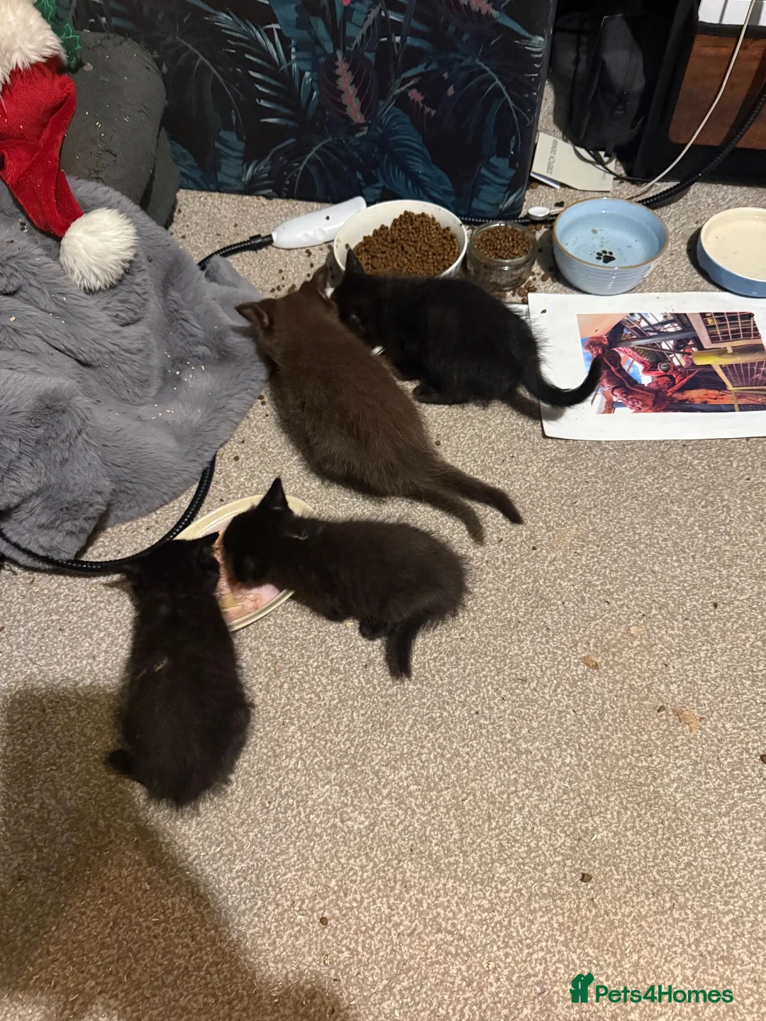 Mixed Breed cats for sale: Last of the litter  - Advert 7