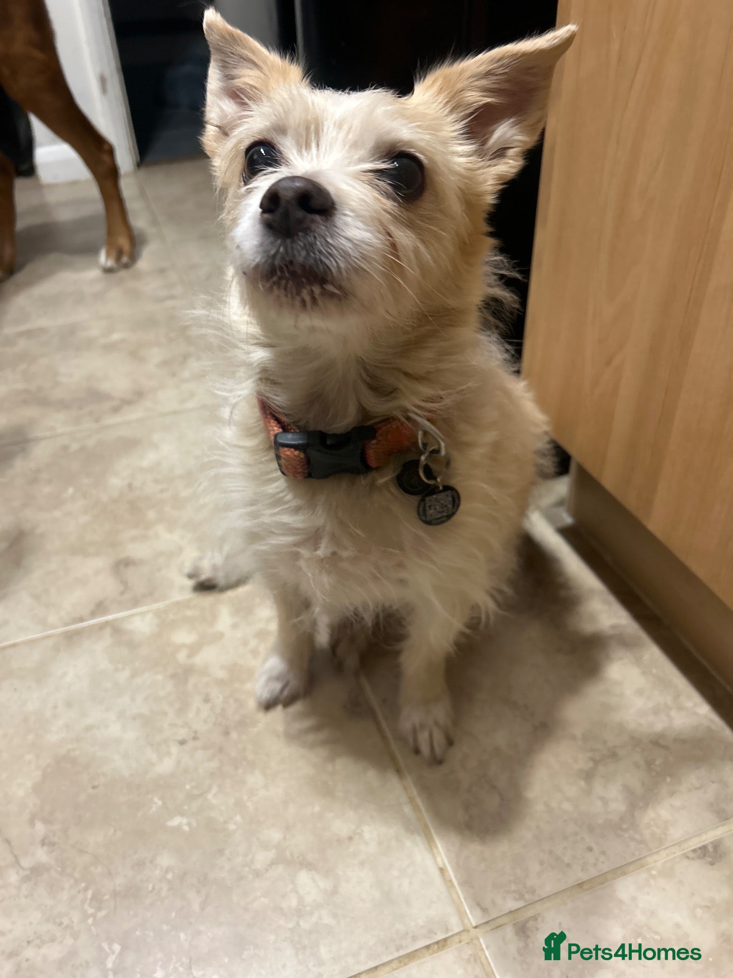 Mixed Breed dogs Little cross breed for rehoming  - Advert 4