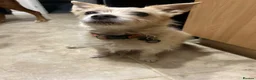 Mixed Breed dogs for sale: Little cross breed for rehoming  in Daventry - Advert 1