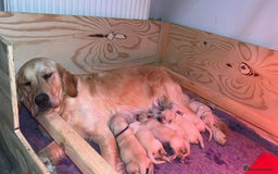 Golden Retriever dogs for sale: 4 stunning golden retriever puppies for sale - Image 3