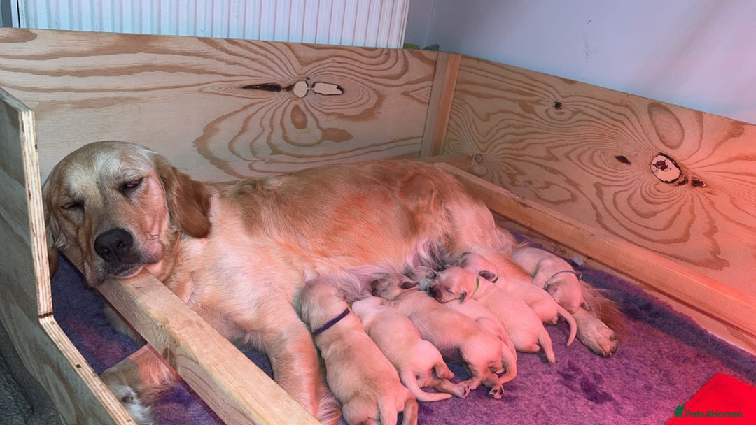 Golden Retriever dogs for sale: 4 stunning golden retriever puppies for sale - Image 3