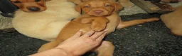 Labrador Retriever dogs for sale: Beautiful Labrador puppies  - Advert 4
