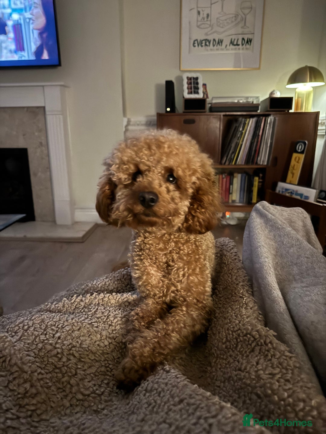 Miniature Poodle dogs for stud: Rufus  - Advert 6