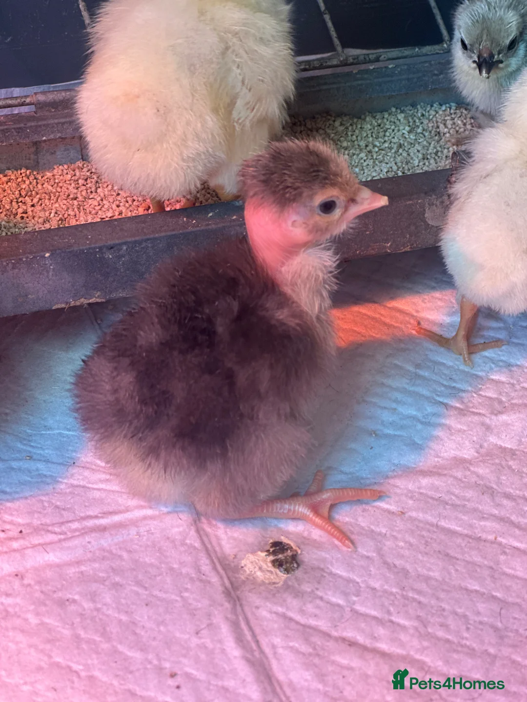 Chickens poultry for sale: Chicks Transylvanian/naked necks Polish pekin - Advert 1