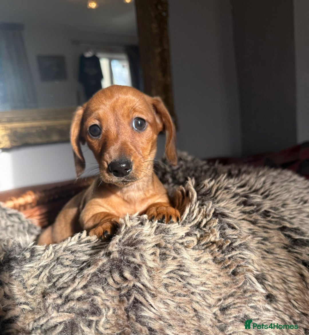 Miniature Dachshund dogs for sale: Beautiful Miniature Smooth Dachshunds  - Advert 11