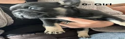 French Bulldog dogs for sale: Beautiful merle French bulldogs. - Advert 2