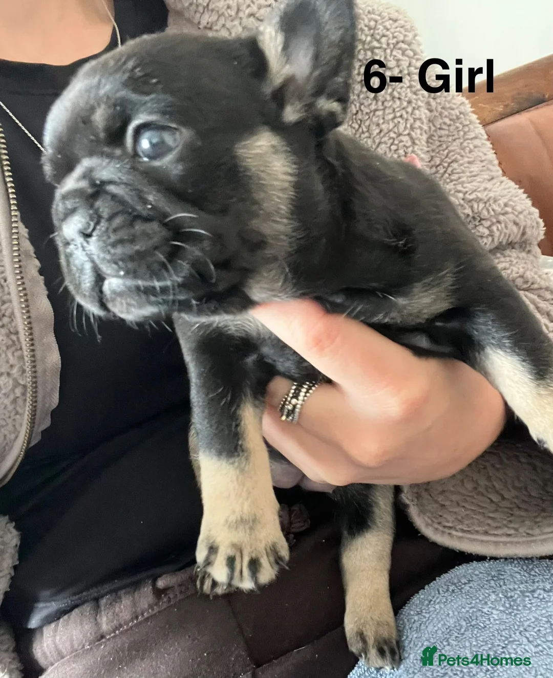 French Bulldog dogs for sale: Beautiful merle French bulldogs. - Advert 2