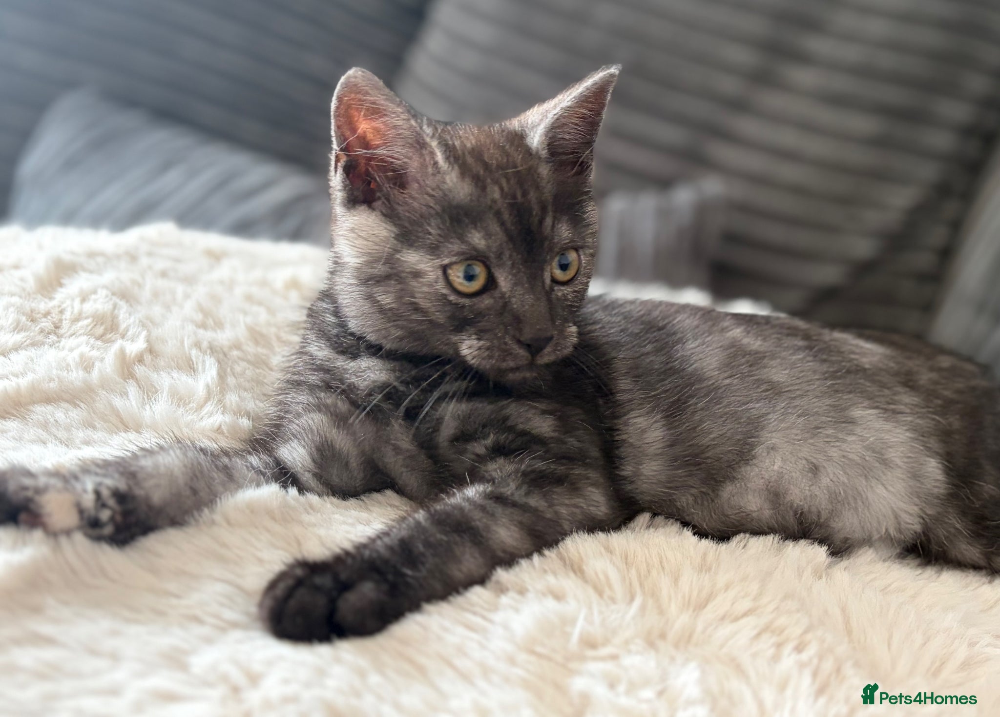 Mixed Breed cats Mainecoon cross kittens  - Advert 1