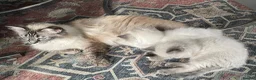 Ragdoll cats for sale: Ragdoll kittens  in Nelson - Advert 16