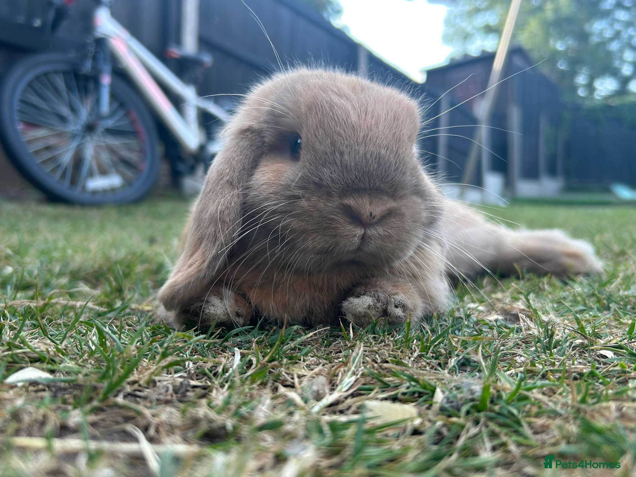 Dwarf Lop rabbits Holland lop  - Advert 2