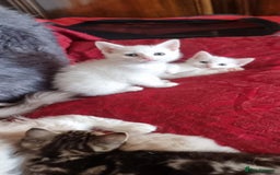Mixed Breed cats for sale: kittens - Image 25