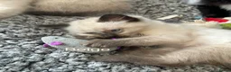 Ragdoll cats for sale: Ragdoll Kittens, Ready Now - Advert 31