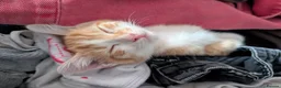 Mixed Breed cats for sale: Female ginger kitten  - Advert 3