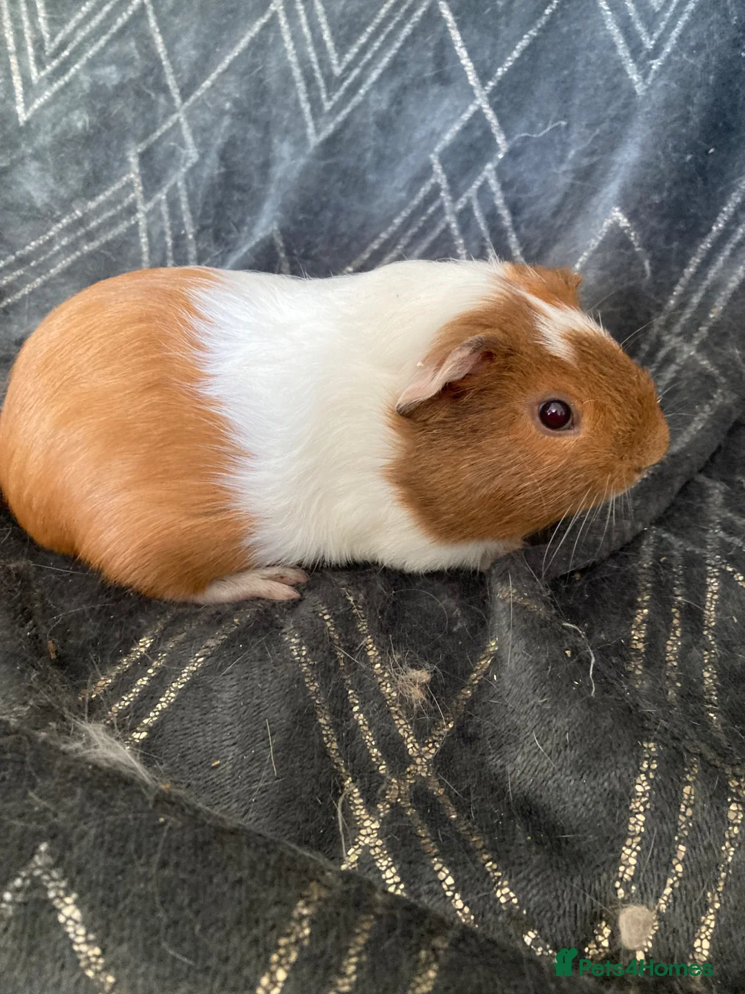 Guinea Pig rodents for sale: Baby gineapigs  - Advert 5