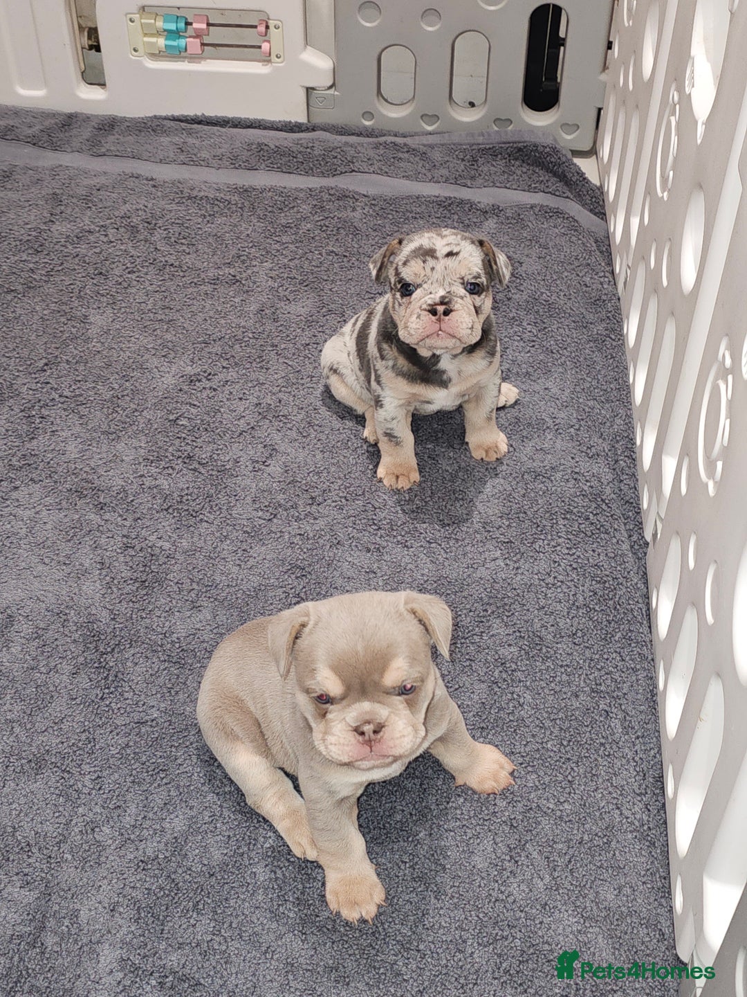 Mixed Breed dogs for sale: Micro exotic,s. - Advert 27