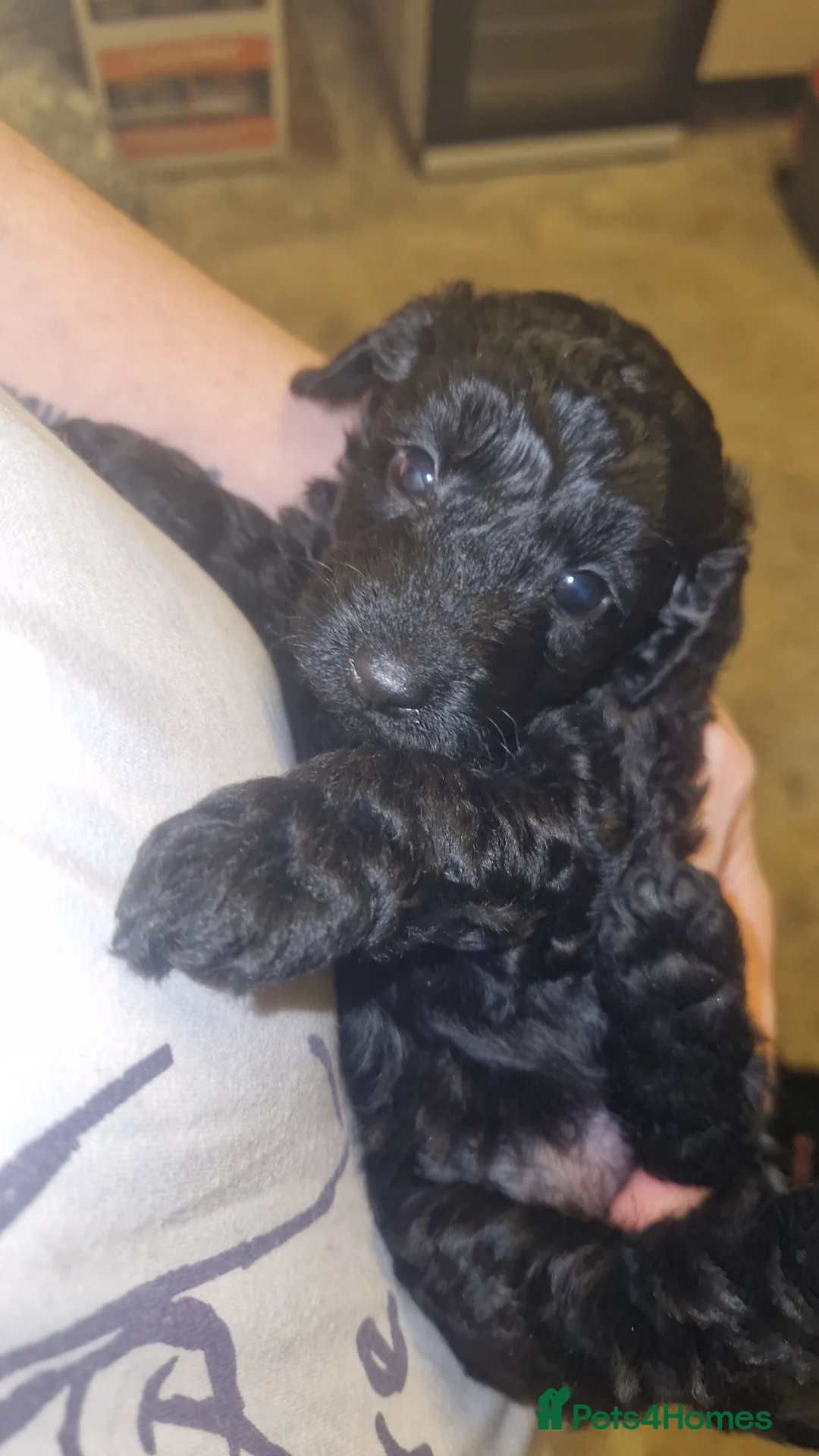 Cockapoo dogs for sale: Toy cockerpoos  - Advert 14