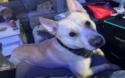 Mixed Breed dogs for sale: Loving dog to a good home  - Image 2