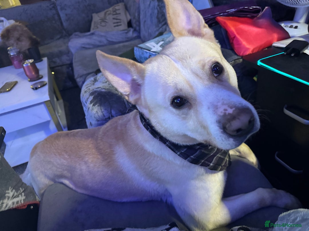 Mixed Breed dogs for sale: Loving dog to a good home  - Image 2