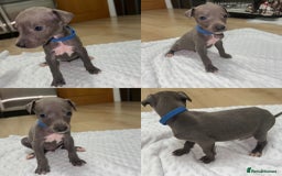 Whippet dogs for sale: ⭐️ LAST beautiful - KC Whippet pup. ⭐️ - Image 10