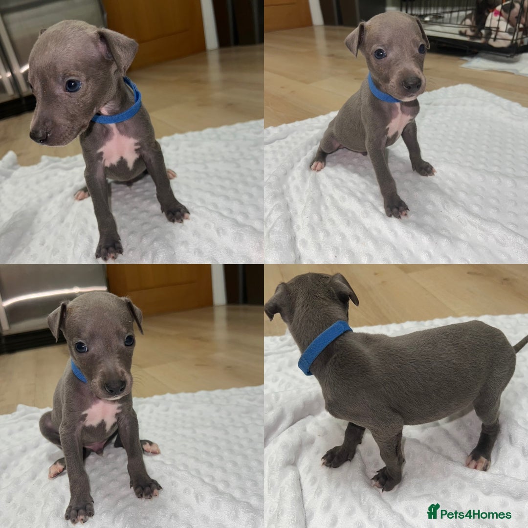 Whippet dogs for sale: ⭐️ LAST beautiful - KC Whippet pup. ⭐️ - Image 10