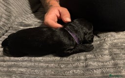Mixed Breed dogs for sale: Beautiful miniature Labrador x cockapoo  - Image 10