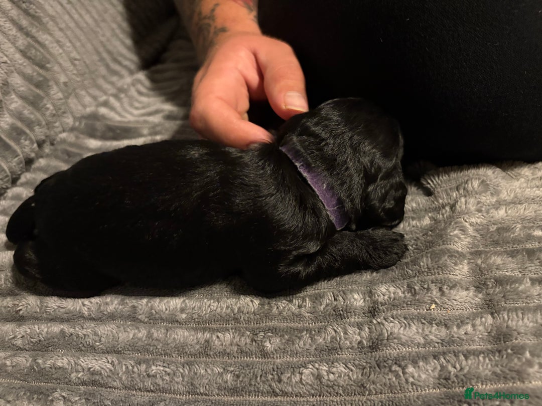 Mixed Breed dogs for sale: Beautiful miniature Labrador x cockapoo  - Image 10