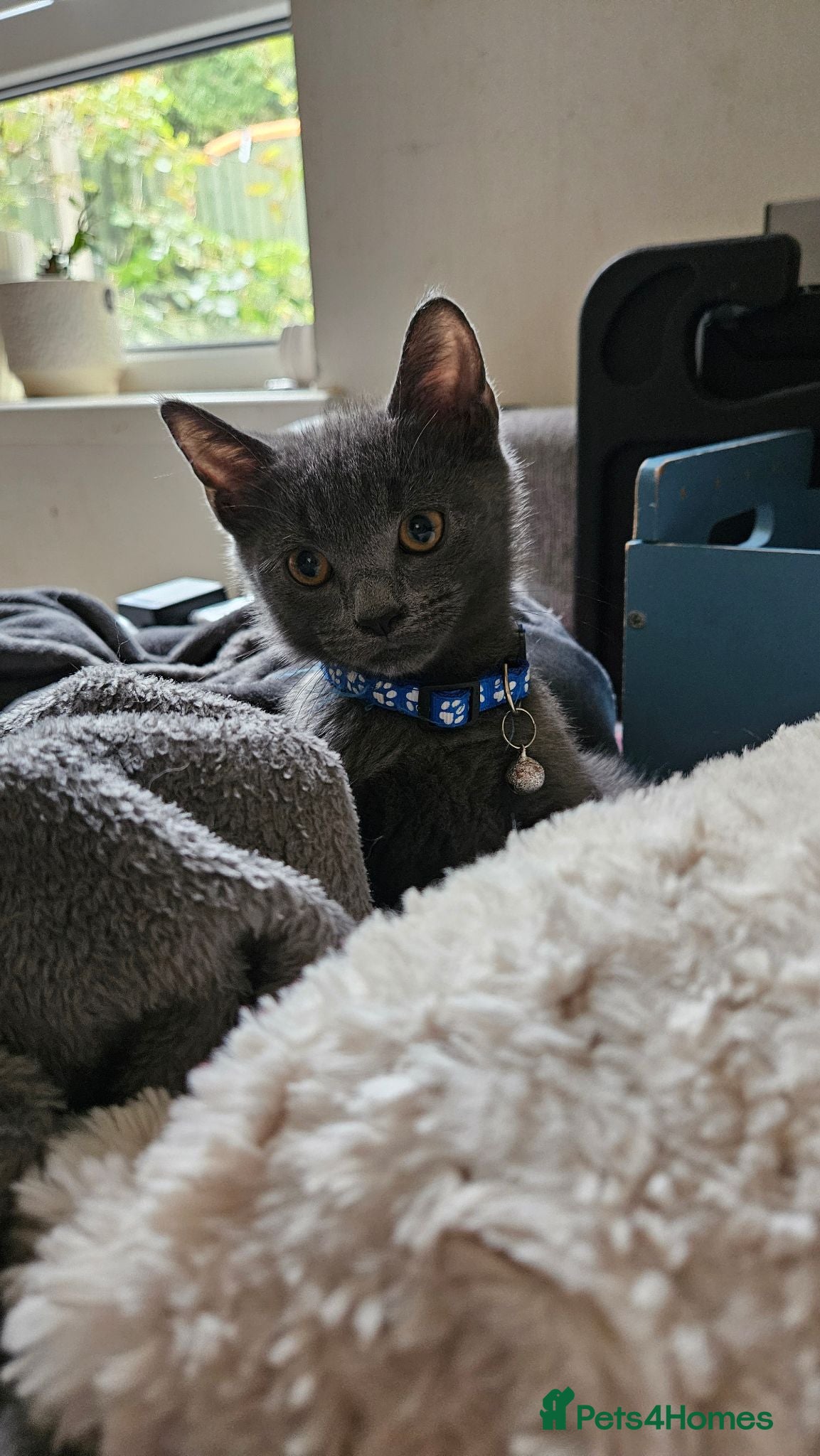 Mixed Breed cats Mix of scotish folds and other breed - Advert 2