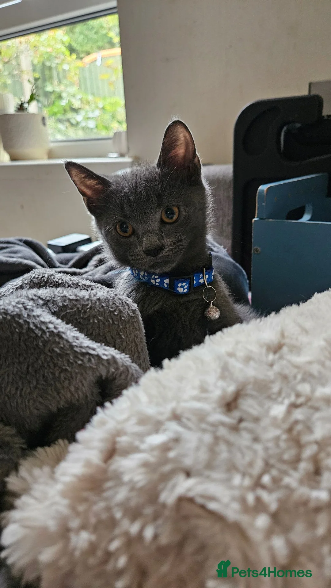 Mixed Breed cats for sale: Mix of scotish folds and other breed - Advert 2