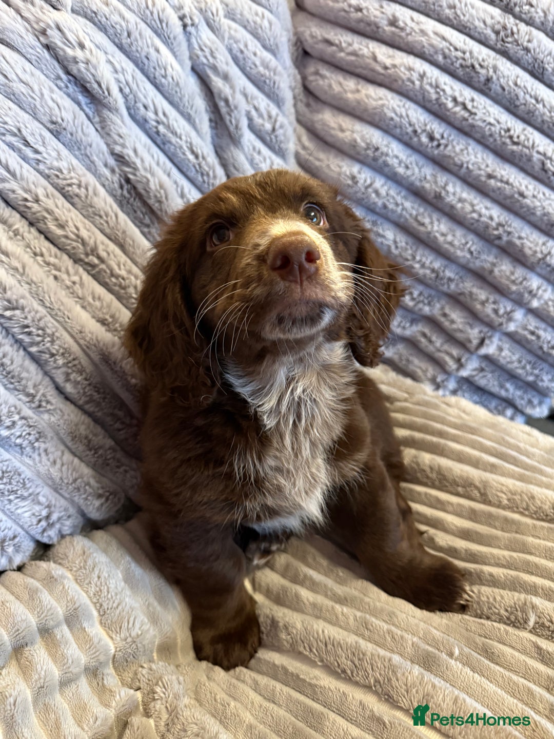 Mixed Breed dogs for sale: Doxie puppies  - Advert 31