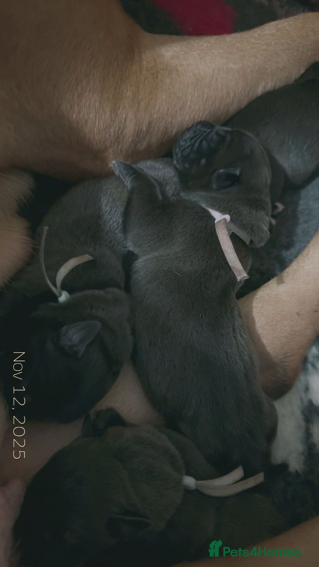 Mixed Breed dogs for sale: 2 dogue de Bordeaux x cane corso puppies - Advert 11