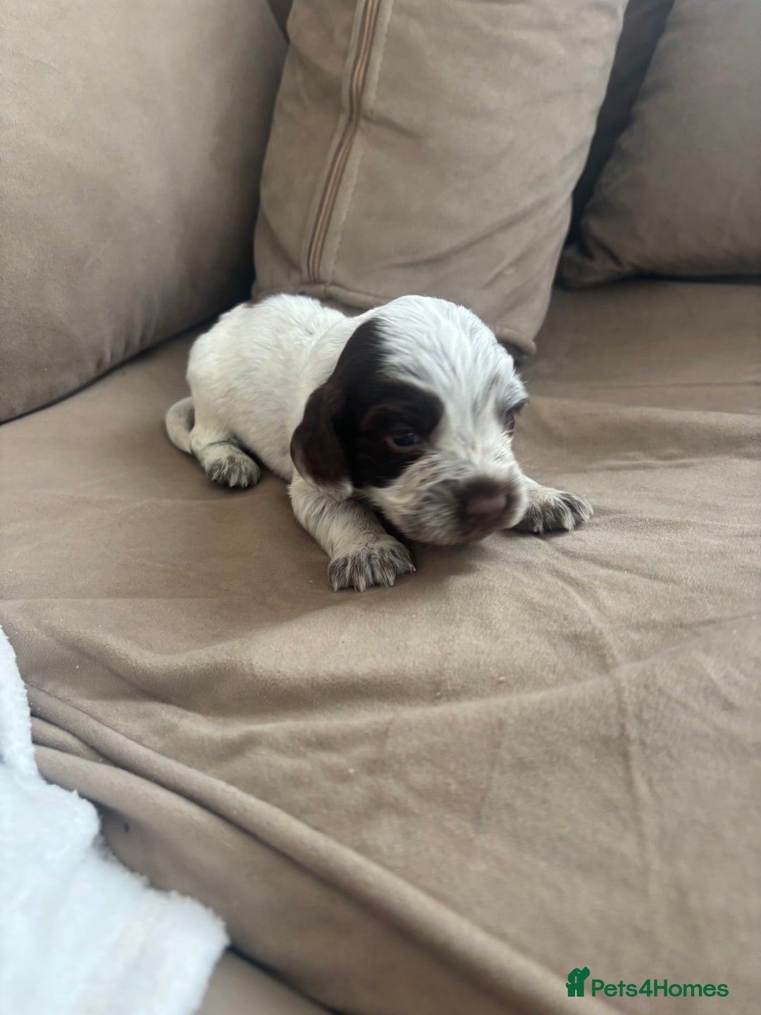 Cocker Spaniel dogs for sale: Cocker spaniel puppies  - Image 31