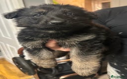 German Shepherd dogs for sale: Stunning German shepherd pups  - Image 9