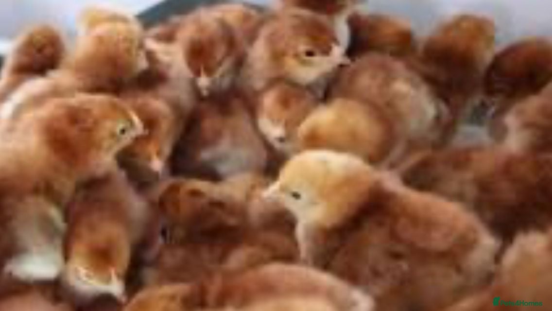 Chickens poultry Rhode Island Red chicks - Advert 17