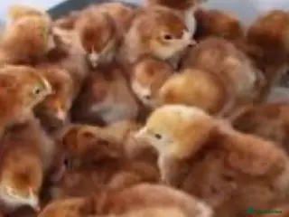 Chickens poultry Rhode Island Red chicks - Advert 17