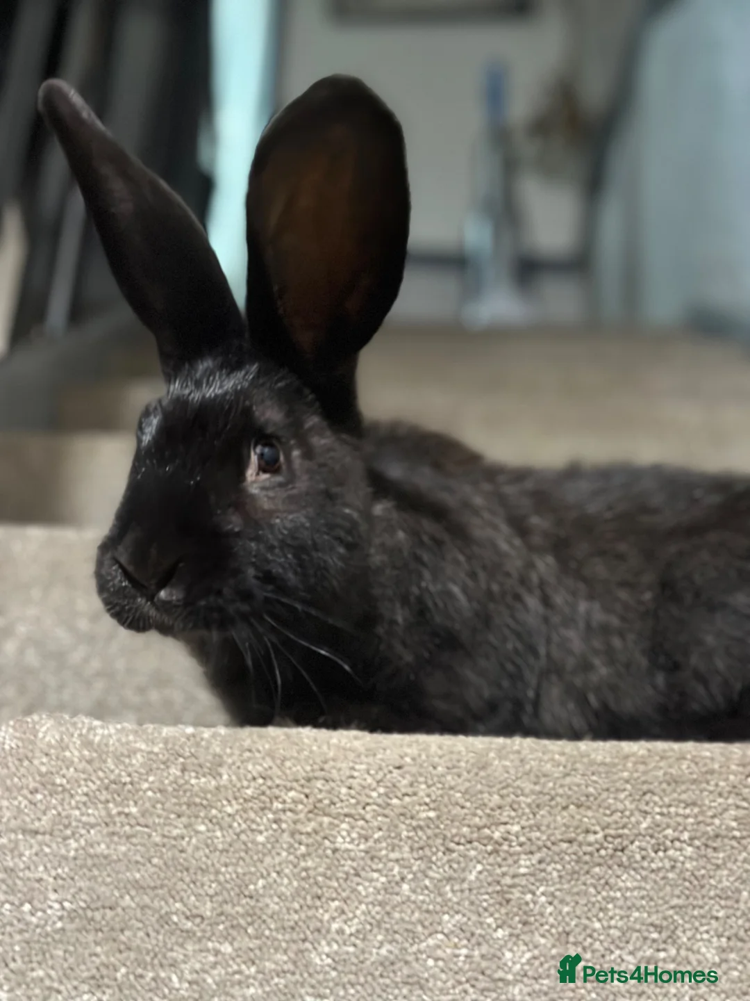 Continental Giant rabbits for sale: Continental giant kits  - Advert 1