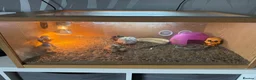 Tortoise reptiles for sale: Sulcatas tortoise and enclosure  in Southend-on-Sea - Advert 2